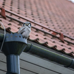 How to Clean Your Downspouts: Tips & Tricks from the Pros