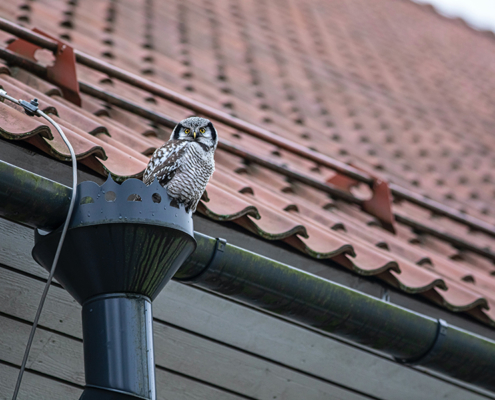 How to Clean Your Downspouts: Tips & Tricks from the Pros