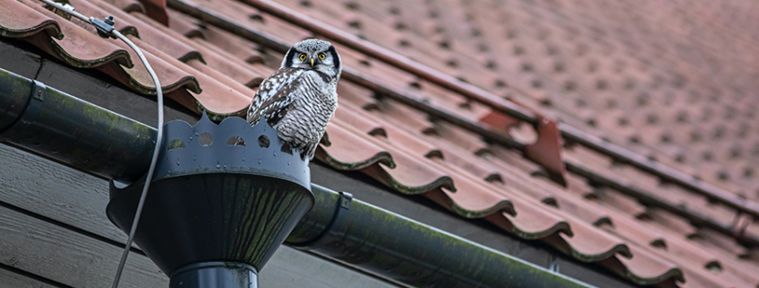 How to Clean Your Downspouts: Tips & Tricks from the Pros