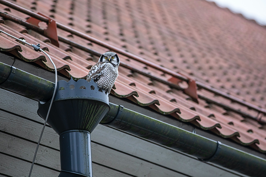 How to Clean Your Downspouts: Tips & Tricks from the Pros