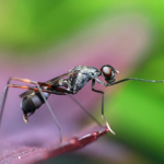 How to Remove Pesky Pests from Your Gutters and Keep Them Away for Good