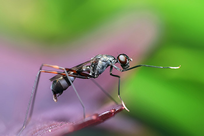 How to Remove Pesky Pests from Your Gutters and Keep Them Away for Good