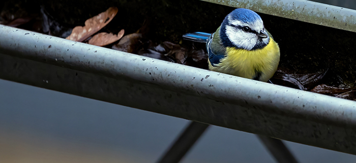 3 Gutter Maintenance Tips to Keep Pests Away