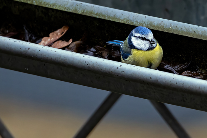 3 Gutter Maintenance Tips to Keep Pests Away