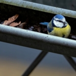 A bird sitting in a gutter that is filled with leaves